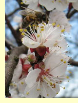 Абрикос обыкновенный (Armeniaca vulgaris Lam) Абрикос обыкновенный (Armeniaca vulgaris Lam)